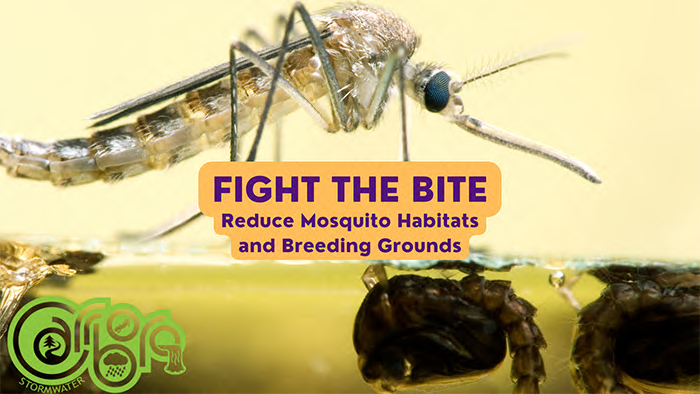 Mosquitoes and Stormwater  Myths and Facts web
